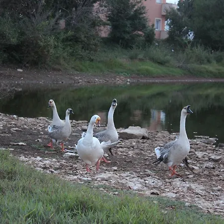 Barbic Apartman *